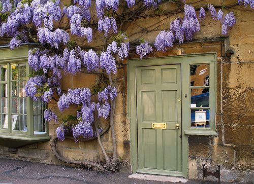 Fioletowe kwiaty bzu na tle oliwkowych drzwi